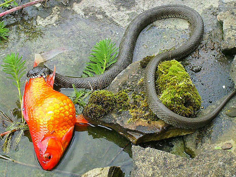 Grass snakes | The Garden Pond Blog